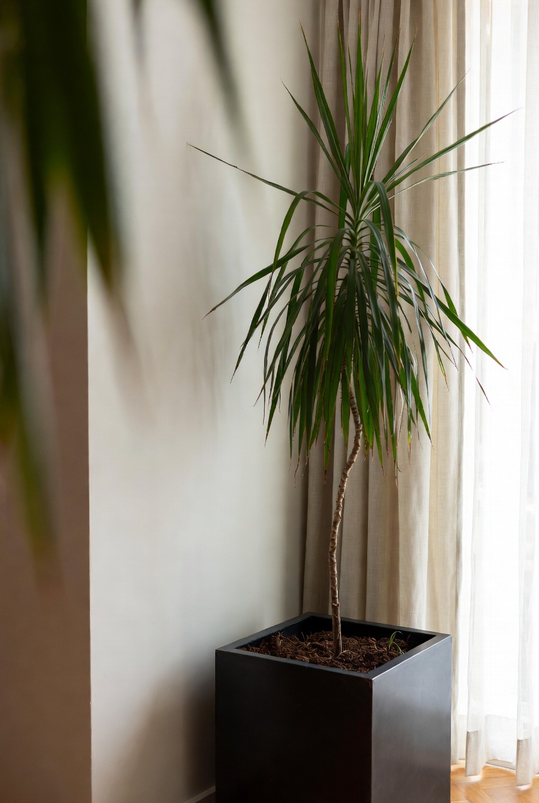 Tall plant in a square planter shaping a living room corner